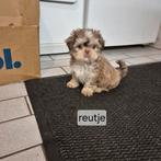 Lieve raszuivere choco bont en merle shih tzu pups, Overige rassen, 8 tot 15 weken, Meerdere, Meerdere dieren
