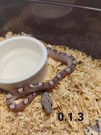 pantherophis guttatus, Slang, Tam, 0 tot 2 jaar