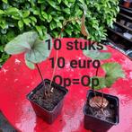 Ligularia dentata 'Desdemona' (Kruiskruid) 10 stuks 10 euro, Vaste plant, Halfschaduw, Zomer, Ophalen