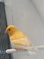 Kanarie man te koop, Dieren en Toebehoren, Vogels | Kanaries, Mannelijk, Kleurkanarie