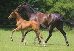 Goed bewegend hengstveulen te koop, spring gefokt, Dieren en Toebehoren, Paarden, Hengst, 0 tot 2 jaar