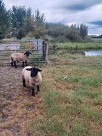 Suffolk dekram ., Dieren en Toebehoren, Mannelijk, Schaap