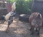 INDIO GIGANTE broedeieren  3€ bij minimaal 10 broedeieren,, Geslacht onbekend, Tropenvogel, Tam