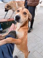 HzH-AZOR, leuk ventje zoekt lief baasje, Particulier, 15 weken tot 1 jaar, Reu, Buitenland