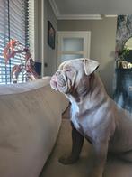 Old English Bulldog, Dieren en Toebehoren, Honden | Bulldogs, Pinschers en Molossers, Reu, CDV (hondenziekte), 1 tot 2 jaar, Bulldog