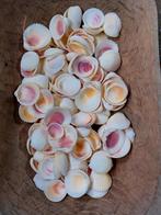 8x schelpen schelpjes diy cyprea troca pyrene kokkel mix, Nieuw, Ophalen of Verzenden