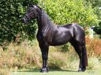 Mooie friese merrie - familie paard, Dieren en Toebehoren, Paarden, Merrie, 3 tot 6 jaar