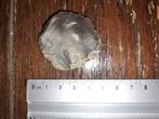 Vuistbijl Neanderthaler artefacten prehistorie, Verzamelen, Mineralen en Fossielen, Ophalen of Verzenden
