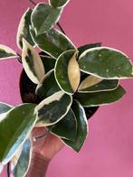 Hoya Krimson Queen, Verzenden, Overige soorten, Minder dan 100 cm