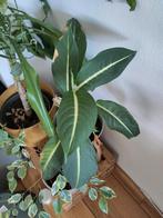 Various plants and pots and accessories, Ophalen of Verzenden, Overige soorten, Minder dan 100 cm
