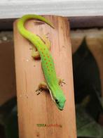 Phelsuma nigristriata, Dieren en Toebehoren, Reptielen en Amfibieën, 0 tot 2 jaar, Amfibie