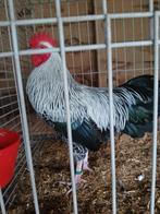 Sussex  kriel grijs zilver  fokhaan, Dieren en Toebehoren, Mannelijk, Kip