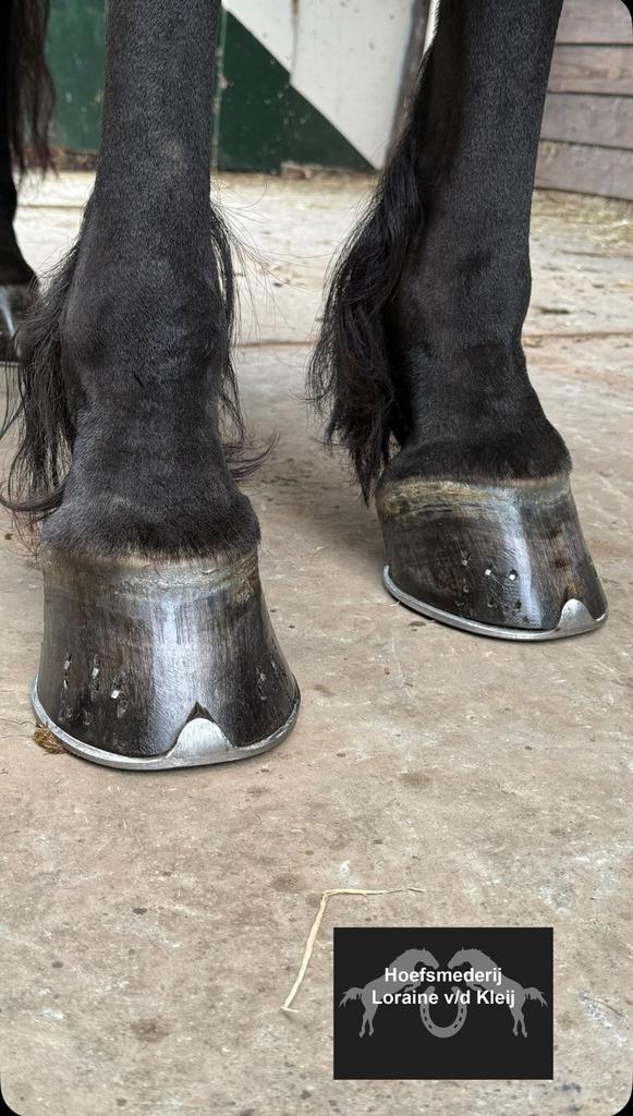 Gediplomeerd hoefsmid, Dieren en Toebehoren, Paarden en Pony's | Verzorgingsproducten, Ophalen of Verzenden