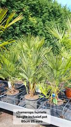 Chamerops humelis palm winterhard., 100 tot 250 cm, Zomer, Palmboom, Ophalen
