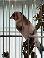 Majoor putter, Dieren en Toebehoren, Vogels | Overige Vogels, Mannelijk, Wildzangvogel