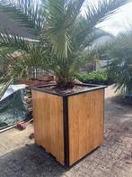 grote palmboom   Phoenix Canariensis incl bak op wielen, Tuin en Terras, Planten | Bomen, Volle zon, 250 tot 400 cm, Bloeit niet