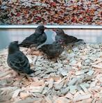 Patrijs astrilde diverse koppels., Meerdere dieren