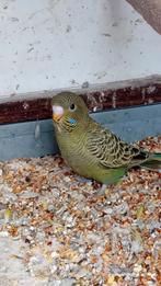 Parkieten (blackface, dunfallow, blackwing), Dieren en Toebehoren, Vogels | Parkieten en Papegaaien, Meerdere dieren, Parkiet