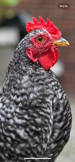 Cochin haan, Dieren en Toebehoren, Pluimvee, Mannelijk, Kip