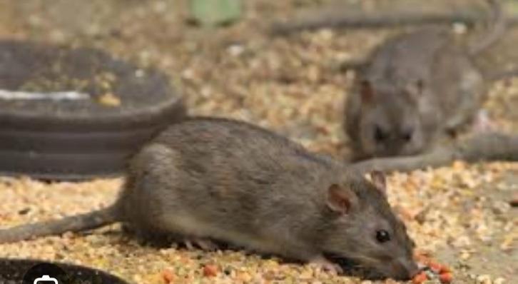 Rattenbestrijding, Dieren en Toebehoren, Pluimvee, Overige soorten, Mannelijk