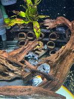 L46 l046 hypancistrus zebra kweekgroep, Dieren en Toebehoren, Ophalen of Verzenden, Zo goed als nieuw, Gevuld zoetwateraquarium