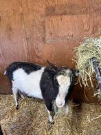 Geit te koop, Vrouwelijk, Geit