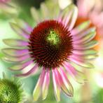 Zaden Echinacea purpurea 'Green Twister' - Groene zonnehoed, Ophalen of Verzenden, Voorjaar, Volle zon, Zaad