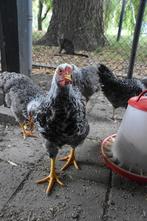 Prachtige Wyandotte haan meerzomig zilver, Dieren en Toebehoren, Pluimvee, Mannelijk, Kip