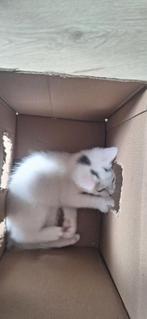 Kittens, Meerdere dieren, 0 tot 2 jaar