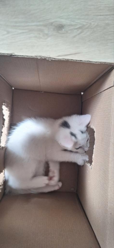 Kittens, Dieren en Toebehoren, Katten en Kittens | Raskatten | Korthaar, Meerdere dieren, 0 tot 2 jaar