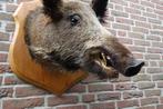 Schitterende grote opgezette wilde zwijnen kop op schild, Verzamelen, Dierenverzamelingen, Ophalen, Zo goed als nieuw, Wild dier