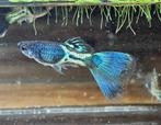 Green metal tail zuivere rasguppy’s, Dieren en Toebehoren, Vis