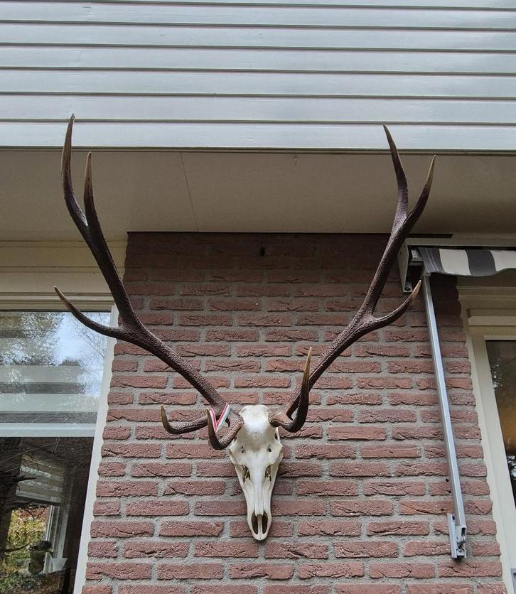 Prachtig Groot Edelhert Gewei Jacht Mancave Jacht Hut e21, Verzamelen, Dierenverzamelingen, Zo goed als nieuw, Gewei of Kop, Hert