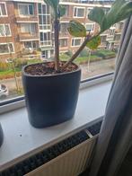 Diverse Plantenbakken, Tuin en Terras, Ophalen, Gebruikt, Rond, Tuin