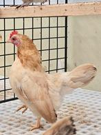 Te koop 4 ayam serama's hennen., Vrouwelijk, Kip