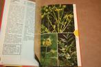 Geneeskrachtige plantengids in kleur - Thieme - Dieter Podle, Boeken, Natuur, Ophalen of Verzenden, Gelezen, Bloemen, Planten en Bomen