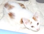 kittens, Meerdere dieren, Kortharig, 0 tot 2 jaar