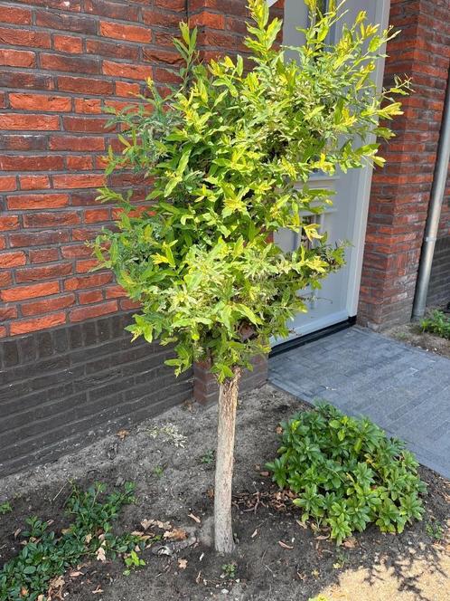 Salix op stam, Tuin en Terras, Planten | Bomen, Bolboom, 100 tot 250 cm, Halfschaduw, Bloeit niet, Ophalen