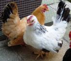 Chabo krielen | Jonge kippen | Passend advies, Dieren en Toebehoren, Pluimvee, Meerdere dieren, Kip