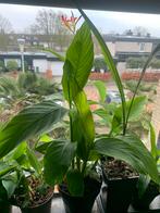 Canna brasiliensis - Haal de Tropen in huis!, Ophalen, Voorjaar, Volle zon, Wortelstok