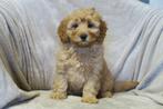 Kleine Labradoodle pup teefje, Poedel, Nederland, CDV (hondenziekte), 8 tot 15 weken