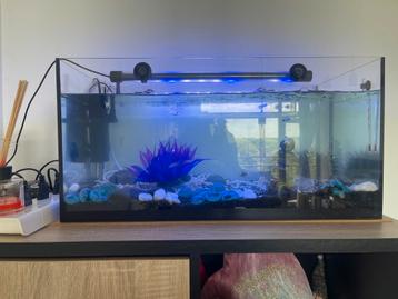 Mooi compleet aquarium te koop! beschikbaar voor biedingen