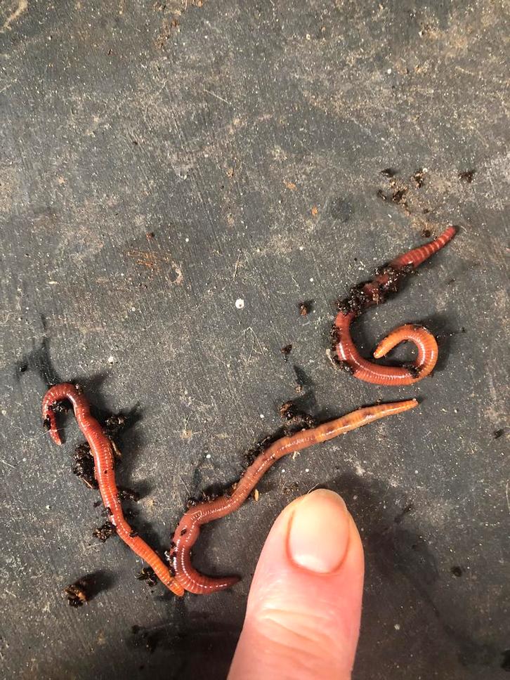 Compostwormen, Tuin en Terras, Aarde en Mest, Compost, Ophalen of Verzenden