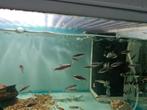 Blauwe keizertetra, Inpaichthys Kerri Super Blue, Dieren en Toebehoren, Vis, Zoetwatervis