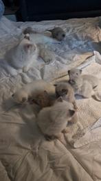 Liever ragdoll kittens 100 procent raszuiver, Dieren en Toebehoren, Katten en Kittens | Raskatten | Langhaar, Meerdere dieren