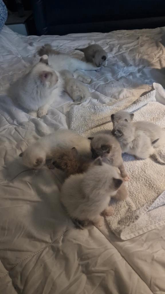 Liever ragdoll kittens 100 procent raszuiver, Dieren en Toebehoren, Katten en Kittens | Raskatten | Langhaar, Meerdere dieren