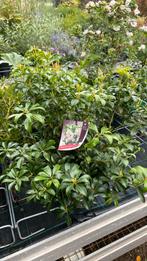 Pieris ‘bonfire’, Ophalen, Zomer, Volle zon