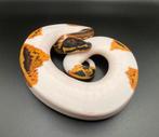 1.0 Yellowbelly Pied ball python regius te koop, Dieren en Toebehoren, Reptielen en Amfibieën, Slang, Tam, 0 tot 2 jaar