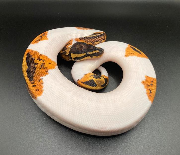 1.0 Yellowbelly Pied ball python regius te koop