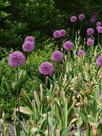 Allium Purple Sensation Bloembollen, Ophalen of Verzenden, Najaar, Bloembol